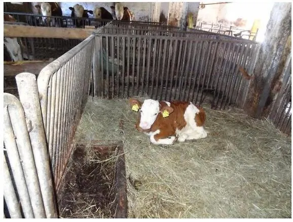 Séjour à la ferme Lissis Bauernhof Appartments